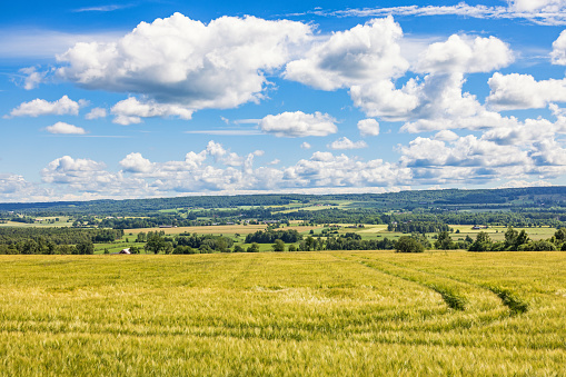 View at a field with crops in the countryside