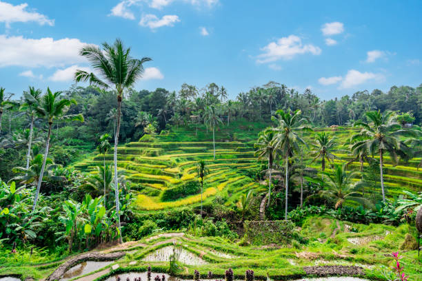 Tegalalang beautiful green rice terrace in Bali, Indonesia stock photo