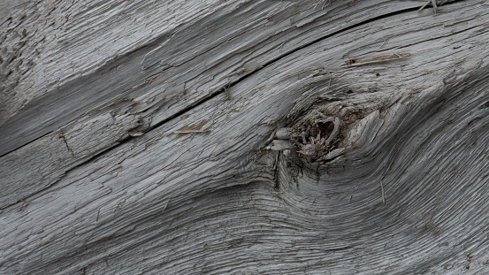 A close up shot showing the beauty of wood textures and patterns