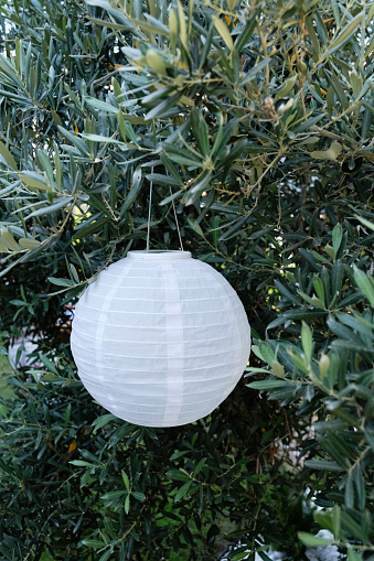 Paper Lantern Hanging On Olive Tree