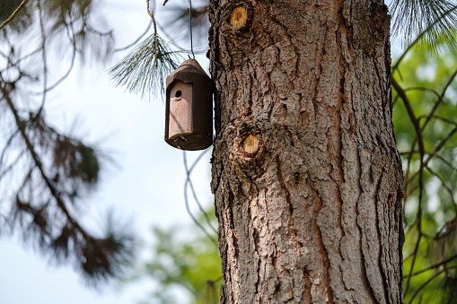 View of a bird box hanging on a tree in Bonn Germany