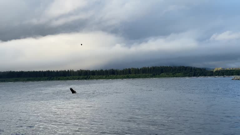 Bald eagles fishing