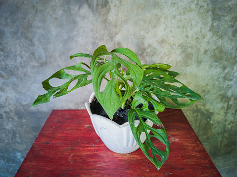 Close up of four different house plants lined tallest too smallest against white wall on wooden surface, freshening up and decorating home interior