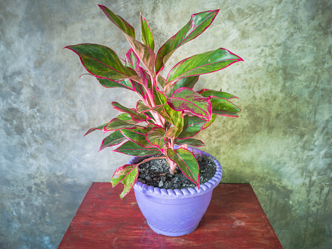 Aglaonema plant in pot. This plant is a genus of flowering plants in the arum family, Araceae