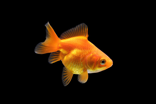 Goldfish isolated on black background. Goldenfish isolated on black background. Thailand.