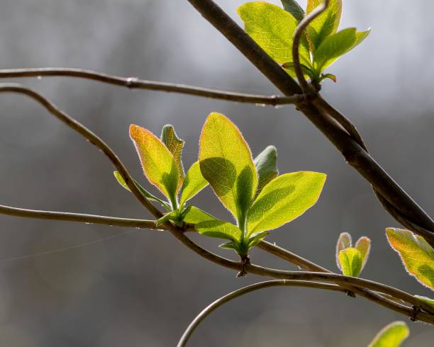 istock Closeup of a green leaf on a branch 1547674571