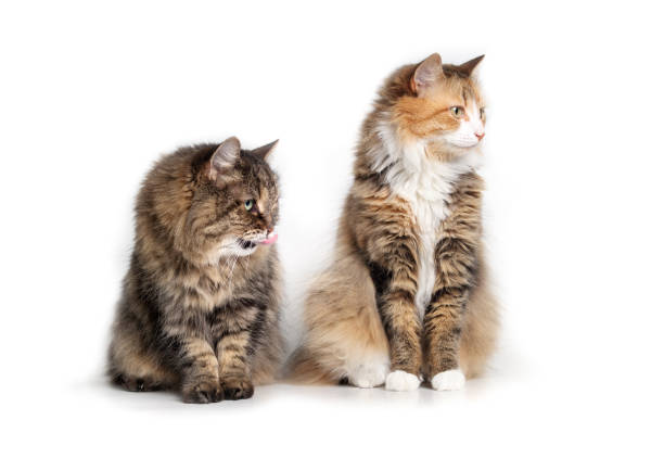 istock Curious cats looking at something of screen while sitting. 1547702272