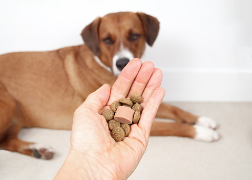 In front of defocused dog. Treatment for dogs and puppies for intestinal worms such as heartworms, hookworm, roundworm, tapeworm and whipworm.