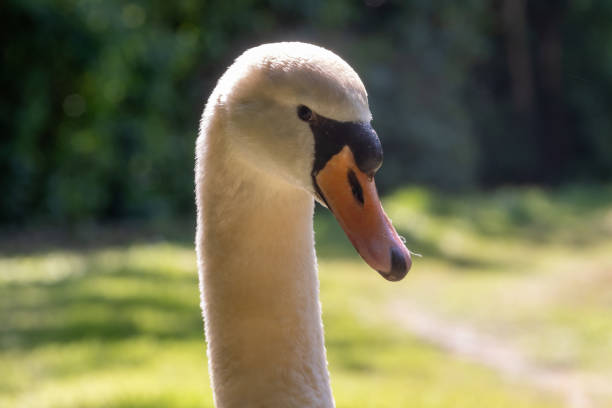 istock Schwan Nahaufnahme 1547714879
