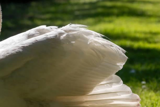 istock Swan close-up plumage 1547716490