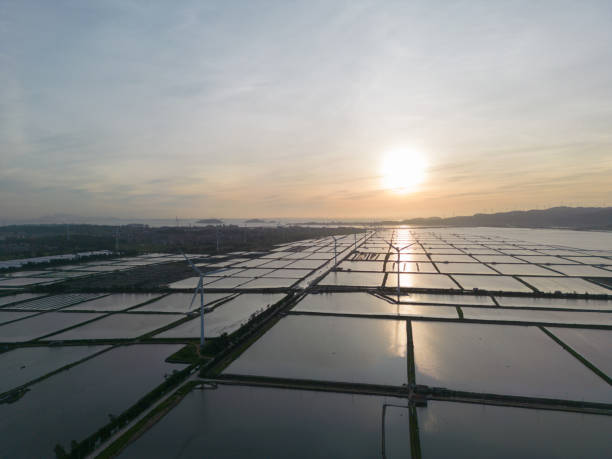 istock Wind farm at salt farm at sunrise 1547747824