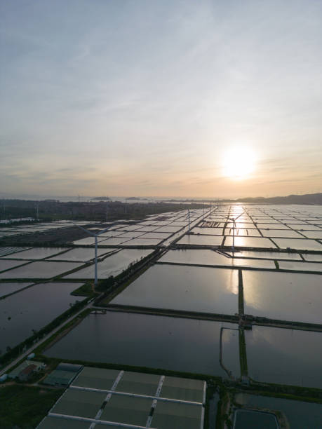 istock Wind farm at sunrise 1547747889