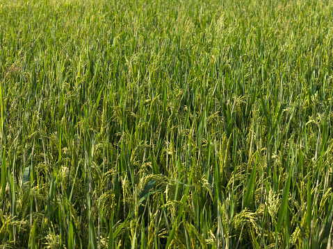 Rice fields in summer