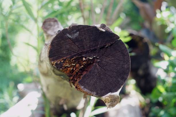 Close up of a tree stump in the garden, Selective focus.
