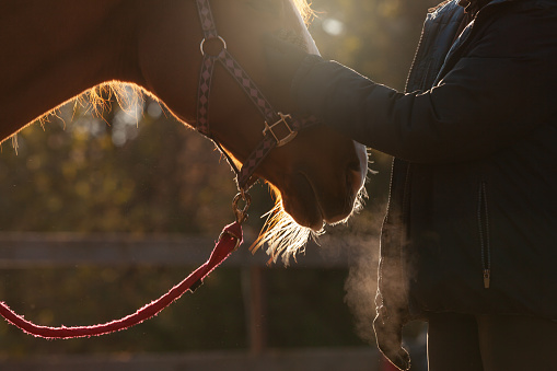 The rider strokes the muzzle of a bay horse close-up. In the rays of the morning sunrise, clouds of steam from the horse's mouth are visible