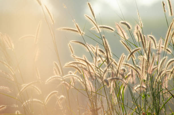istock Beautiful grass flower plant under morning sunlight 1547774413