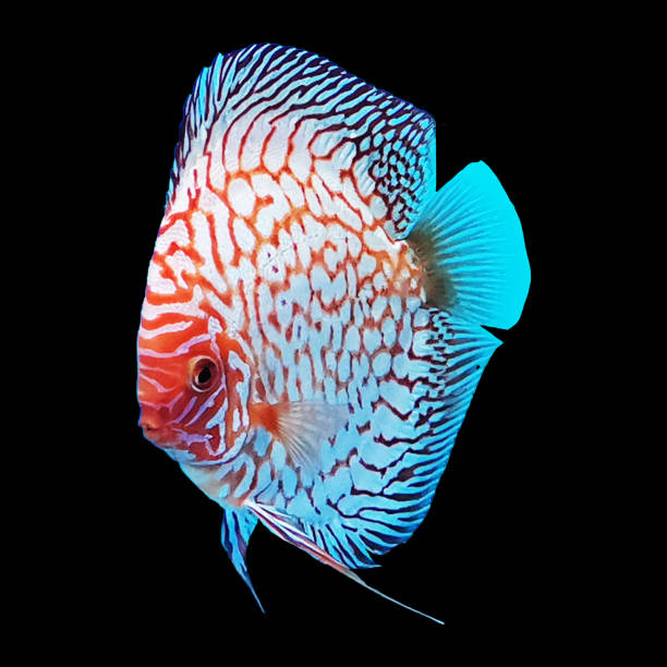 DISCUS FISH  MUTI STRAIN DISCUS FISH  MUTI STRAIN COLOR discus fish stock pictures, royalty-free photos & images