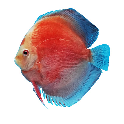 Discus (Symphysodon), multi-colored cichlids in the aquarium, the freshwater fish native to the Amazon River basin
