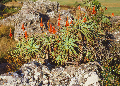 Aloe arborescens, the krantz aloe or candelabra aloe, growing in the Blyde River Canyon Nature Reserve in eastern Mpumalanga, South Africa.