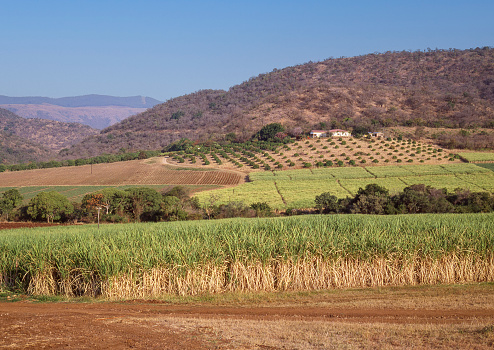 Sugar cane growing on a farm near Kaapmuiden, a small town situated in Mpumalanga province in South Africa.
