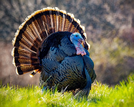 The sun shines just right on this wild turkey accentuating the colors in his feathers and wattle