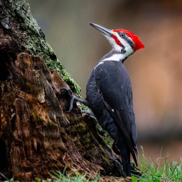 istock Closeup of a woodpecker perched on a tree trunk 1547815149