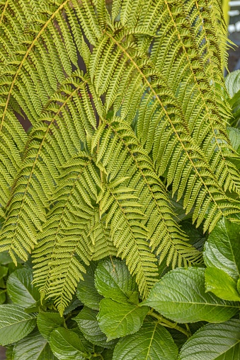 A closeup of a lush green limpleaf fern  illuminated by natural sunlight