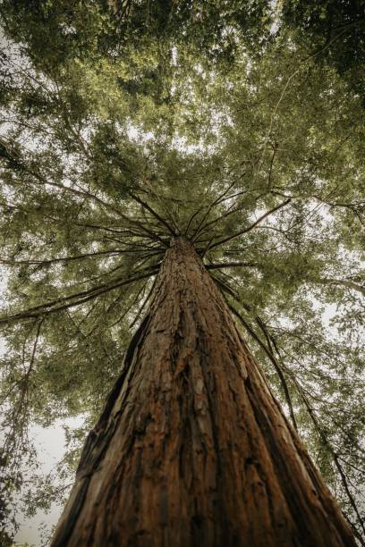 istock Low angle shot of  tall lush green trees under the blue sky 1547823100
