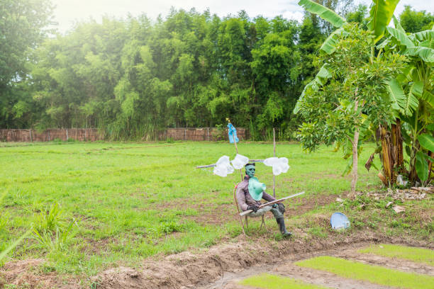 Scarecrow in the rice field.