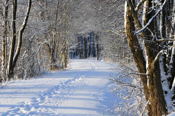 istock Scenic view of footprints on a pathway lined with bare trees in winter 1547843950