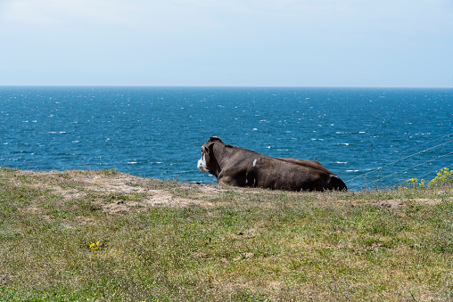 A cow lying on the edge of a hill by the sea cooling off on a sunny day in Ale's stones Sweden