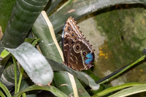 Morpho peleides, the Peleides blue morpho, common morpho or the emperor is an iridescent tropical butterfly found in Mexico, Central America, northern South America, Paraguay and Trinidad.