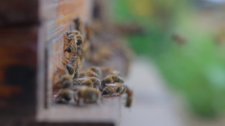 Honey Bee Entrance The Hive