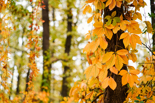 Autumnal background with vivid red-yellow wild grape leaves, autumn seasonal background with copy space.