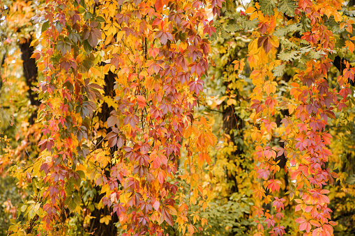 Autumnal background with vivid red-yellow wild grape leaves, autumn seasonal background with copy space.