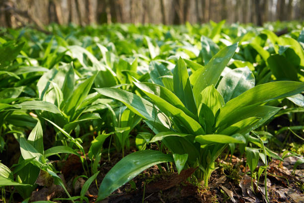 istock Bear's garlic growing outdoors in the forest 1547906135