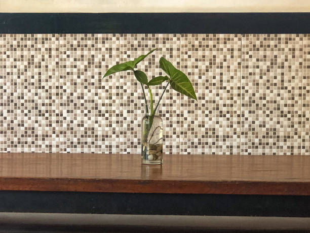istock House plants that can live in water 1547924767
