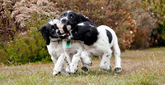 Three small spaniel puppy dogs fight over a toy as they play in the garden of their home.