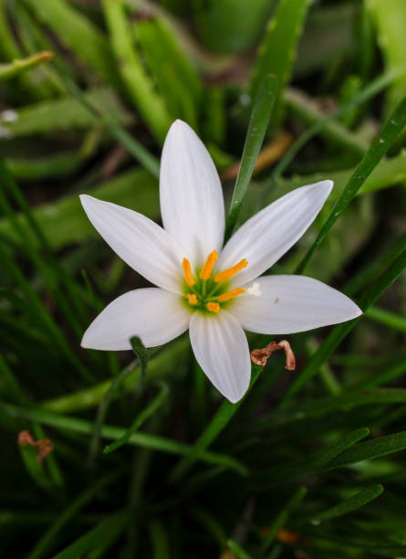 istock Zephyranthes candida flower 1547929283