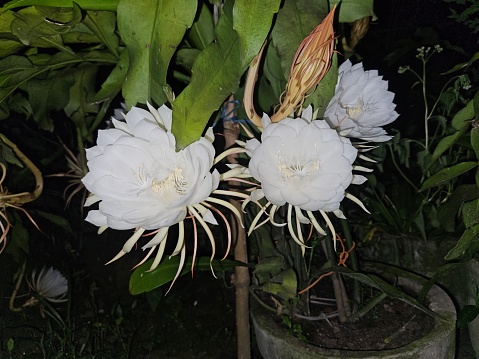 Beauty In Nature - Brahma Kamal Flower