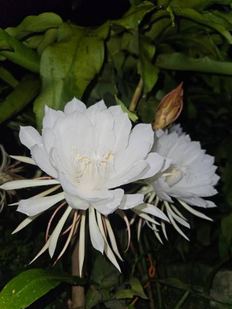 Horizontal extreme close-up of a single open white water lily flower and green leaves growing  in a garden pond, Ubud, Bali