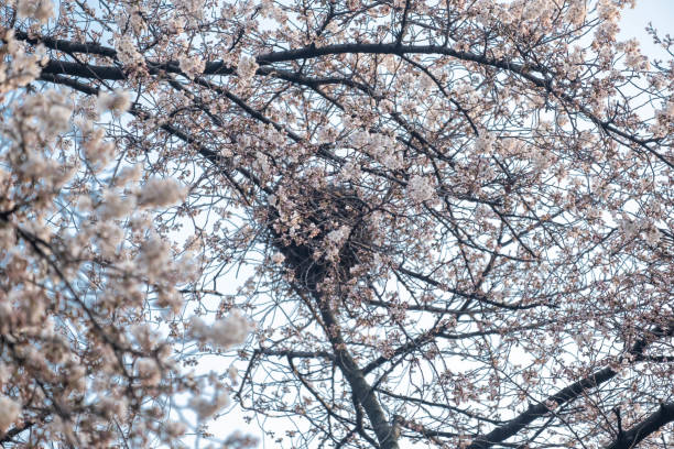 Beautiful scenery and flowers in Korea