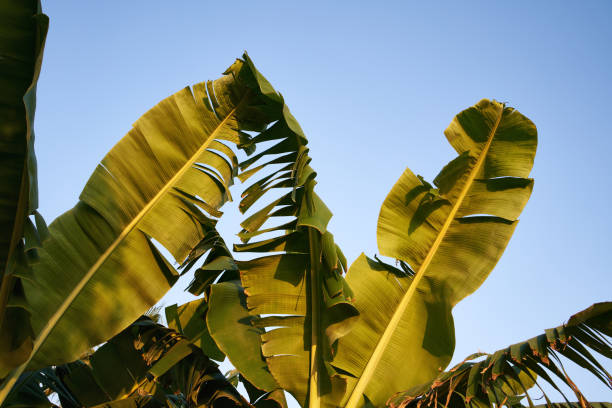 istock Palm tree leaves against blue sky 1547942166