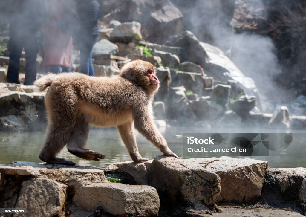 Japanese Macaque monkey walking by the hot spring. Steam drifting around and unrecognizable tourists standing by the hot spring. Snow monkey park, Nagano, Japan. Noboribetsu Jigokudani Stock Photo