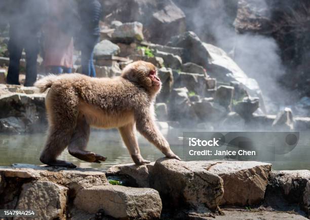 Japanese Macaque Monkey Walking By The Hot Spring Steam Drifting Around And Unrecognizable Tourists Standing By The Hot Spring Snow Monkey Park Nagano Japan Stock Photo - Download Image Now
