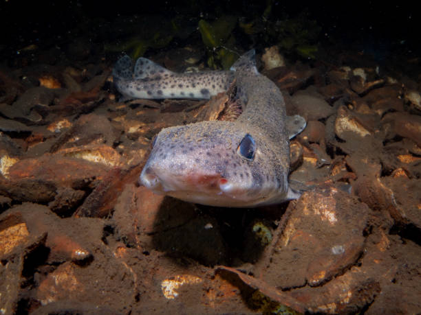 Dogfish / Catshark (Cat Shark) Dogfish / Catshark (Cat Shark) taken in various location in the sea lochs and off the coast of Scotland. loch fyne stock pictures, royalty-free photos & images
