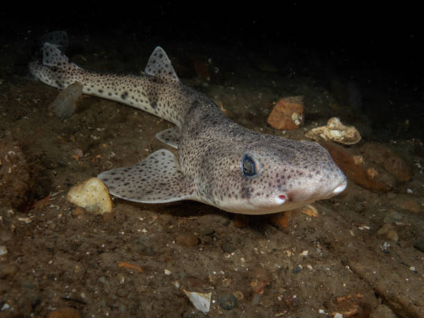 istock Dogfish / Catshark (Cat Shark) 1547955560