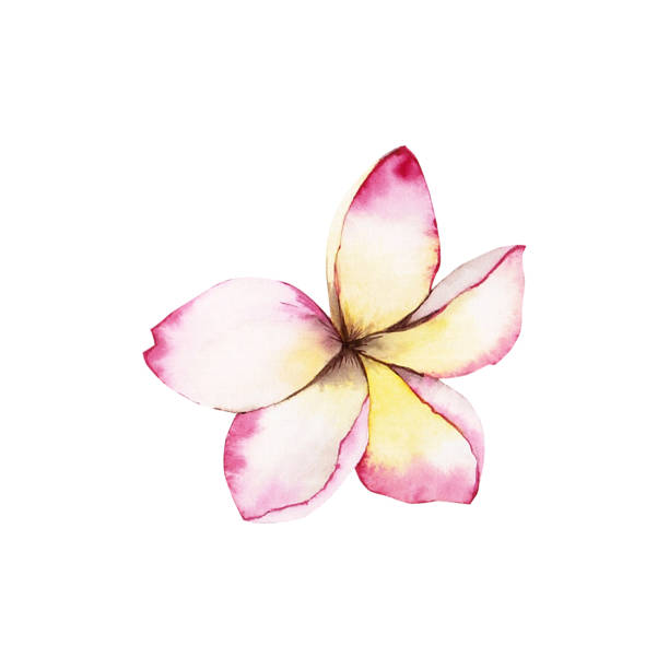 Plumeria Tropical Flower abstract watercolor illustration Pink Plumeria flowers also know as Fragipani. Delicate abstract style watercolor illustrations set. Collection perfectly suitable for cards, fragnant decor, wedding invitations and more printing and design solutions. aloha single word stock illustrations