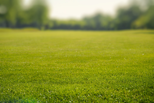 Background of green grass on a summer day, shallow depth of field