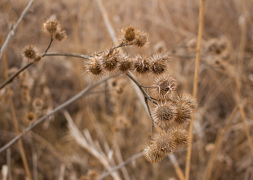 Wild field of dry prickly grass